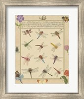 Dragonfly Manuscript II Giclee