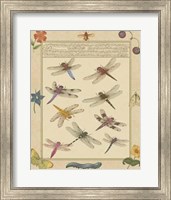Dragonfly Manuscript III Giclee