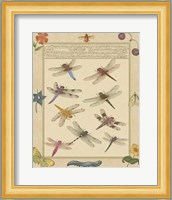 Dragonfly Manuscript III Giclee