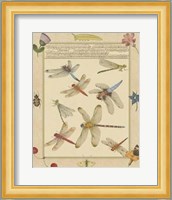 Dragonfly Manuscript IV Giclee