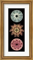 Kaleidoscope Anemone I Giclee