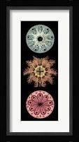 Kaleidoscope Anemone I Giclee