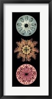 Kaleidoscope Anemone I Giclee