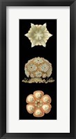 Kaleidoscope Anemone III Giclee