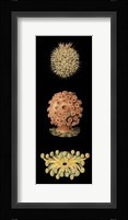 Kaleidoscope Anemone IV Giclee