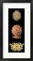 Kaleidoscope Anemone IV Giclee