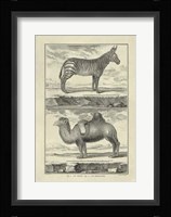 Zebra Camel Giclee