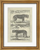 Panther Leopard Giclee