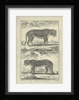 Panther Leopard Giclee