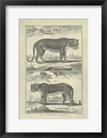 Panther Leopard Giclee