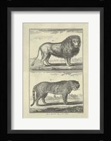 Lion Tiger Giclee
