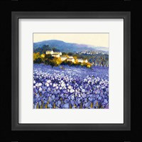 Champs D'iris, Provence Fine Art Print
