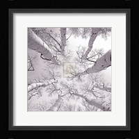 Silver Birch Fine Art Print