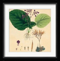 Unpublished East Indian Plants I Fine Art Print