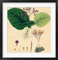 Unpublished East Indian Plants I Fine Art Print