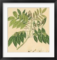 Unpublished East Indian Plants II Fine Art Print