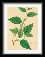 Unpublished East Indian Plants III Fine Art Print