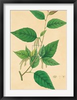 Unpublished East Indian Plants III Fine Art Print