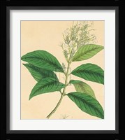 Unpublished East Indian Plants IV Fine Art Print