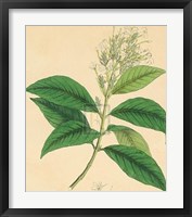 Unpublished East Indian Plants IV Fine Art Print
