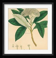 Unpublished East Indian Plants V Fine Art Print