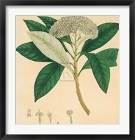 Unpublished East Indian Plants V Fine Art Print