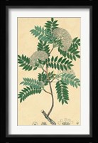 Unpublished East Indian Plants VI Fine Art Print