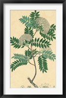 Unpublished East Indian Plants VI Fine Art Print
