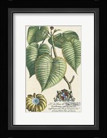 Duke of Dorset Botanical Fine Art Print