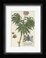Duke of Cumberland Botanical Fine Art Print