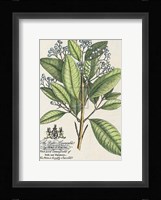 Earl of Halifax Botanical Fine Art Print