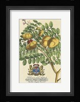 Prince Saxegotha Botanical Fine Art Print