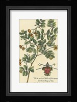 Archbishop of York Botanical Fine Art Print