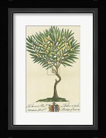 Lord Bishop of London Botanical Fine Art Print