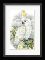 Cacatua Ophthalmica II Fine Art Print