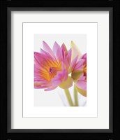 Lotus Blossoms Fine Art Print