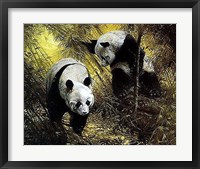 Panda Pair Fine Art Print