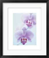 Two Orchids Fine Art Print