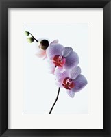 Orchid Fine Art Print
