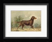 Irish Setter I Fine Art Print