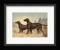 Irish Setter II Fine Art Print