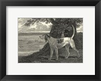 Staghound Fine Art Print