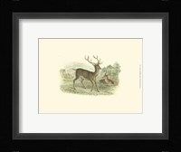 Petite Red Deer Fine Art Print