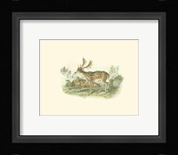 Petite Fallow Deer Fine Art Print