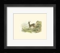 Petite Row Deer Fine Art Print