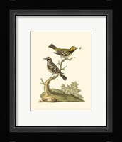 Petite Bird Study II Fine Art Print