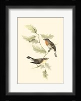 Gould's Red-Breasted Fly-Catcher Fine Art Print