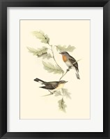 Gould's Red-Breasted Fly-Catcher Fine Art Print