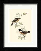 Gould's Stone-Chat Fine Art Print