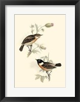 Gould's Stone-Chat Fine Art Print